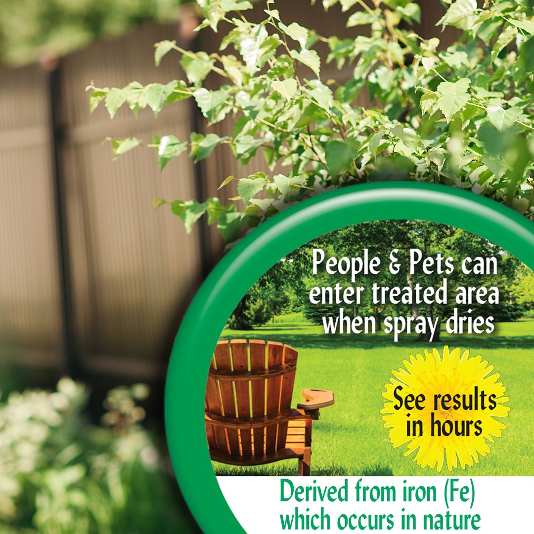 Captain Jack’s LawnWeed Brew Spray – Bonide – 32 oz